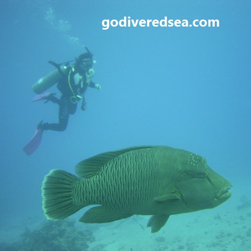 AdvancedOpenWaterCourse
