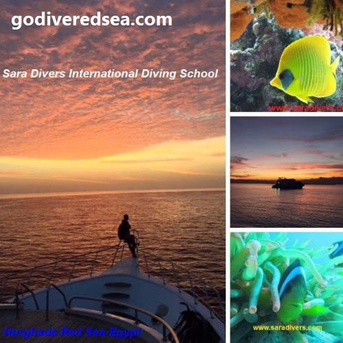 Dive Safari