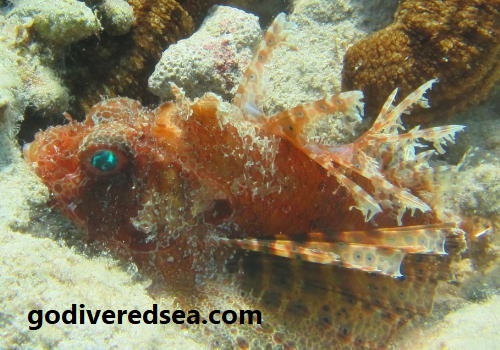 lionfish pic